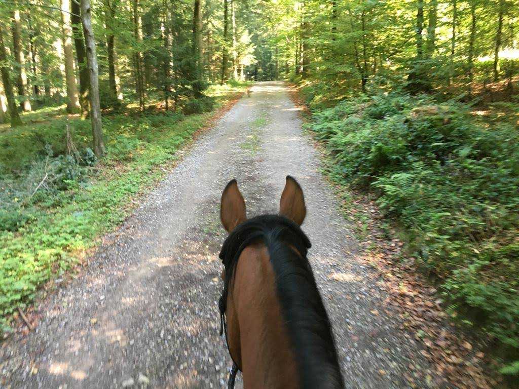 Ausritt mit Pferd Baldini im Wald