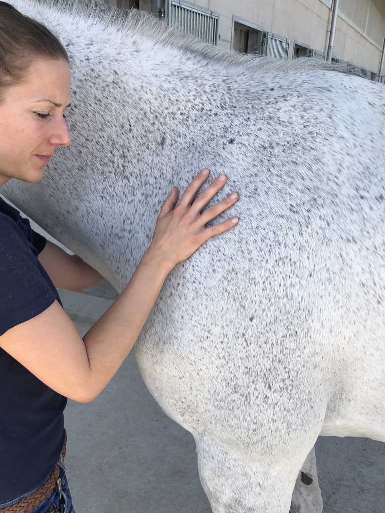 Osteopathie Behandlung eines Pferdes durch Felicitas Fehlmann