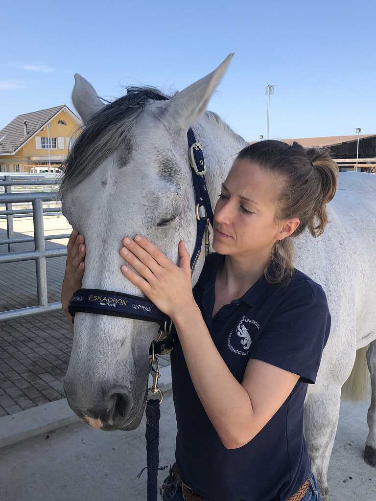 Osteopathie Behandlung eines Pferdes durch Felicitas Fehlmann